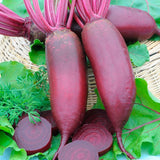 Cylindra Beet  (Beta vulgaris)