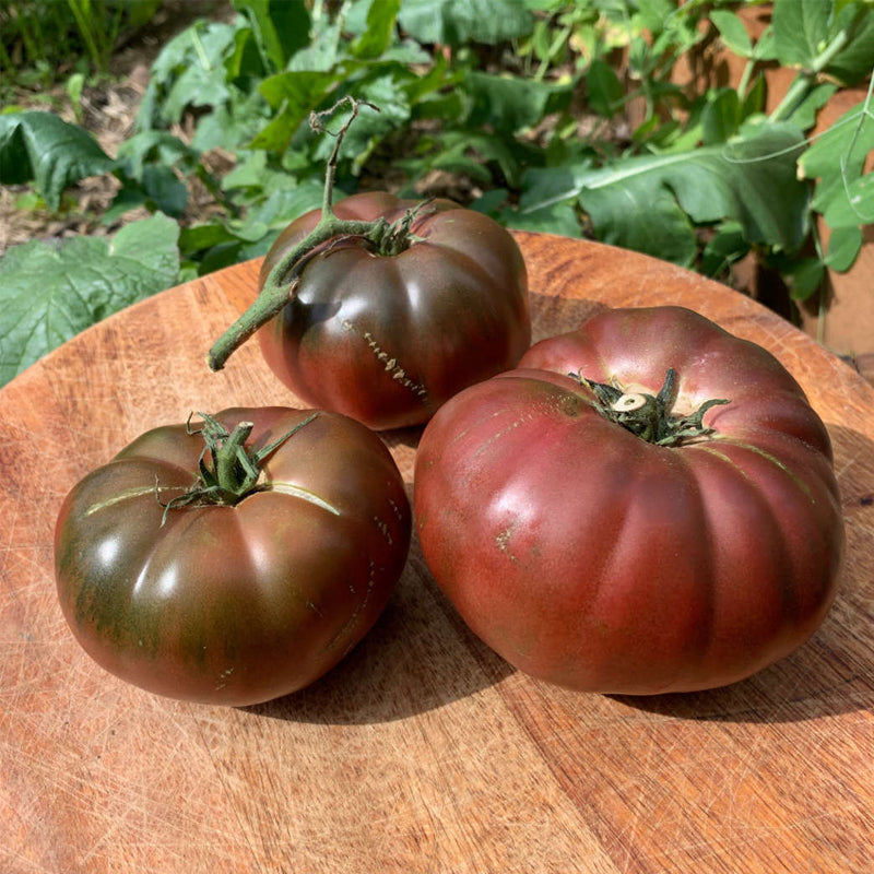 Black Krim, Standard (Slicing) Tomato (Lycopersicon esculentum)