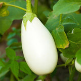 Casper Eggplant (Solanum melongena)