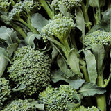 De Cicco Broccoli (Brassica oleracea)