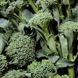 De Cicco Broccoli  (Brassica oleracea)