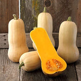 Waltham Butternut Squash, Winter (Cucurbita moschata)