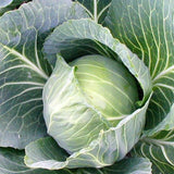 Golden Acre Cabbage (Brassica oleracea)