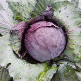 Red Acre Cabbage (Brassica oleracea)