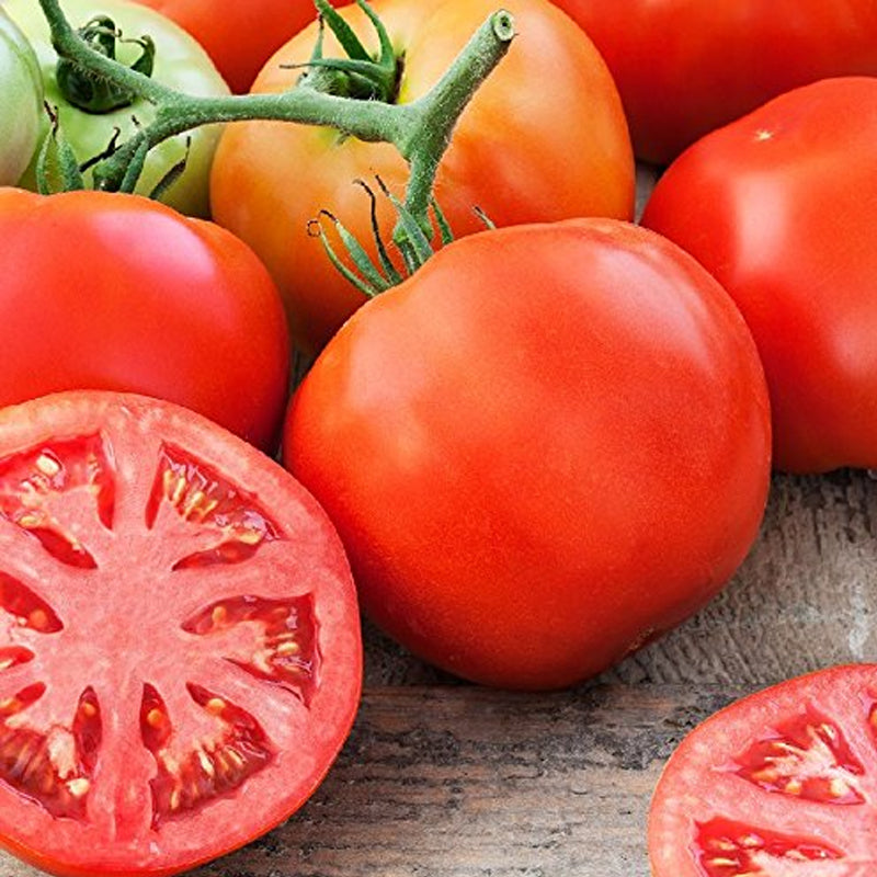Homestead Tomato, Standard (Slicing) Tomato (Lycopersicon esculentum)