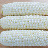 Argent Hybrid White Sweet Corn (SE) (Zea mays)