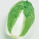 WR-70 Days Hybrid (Barrel Head Type) (Brassica rapa Pekinensis)