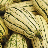 Delicata Squash, Winter (Cucurbita maxima)