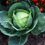 Danish Ballhead Cabbage (Brassica oleracea)