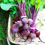 Early Wonder Beet  (Beta vulgaris)