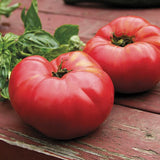 German Johnson Tomato, Standard (Slicing) Tomato (Lycopersicon esculentum)