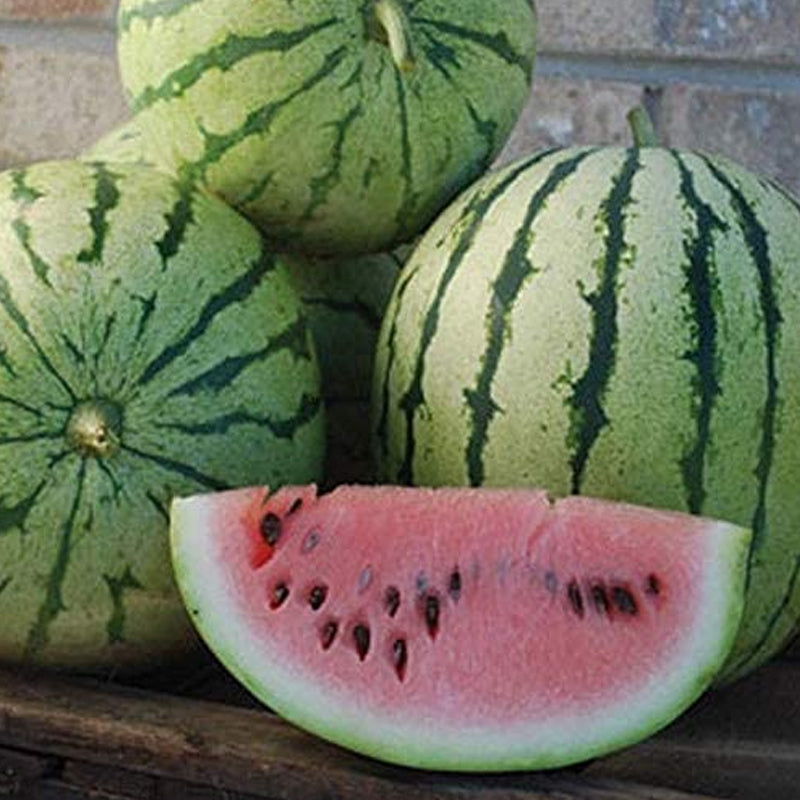 Dixie Queen Watermelon (Citrullus lanatus)