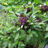 Basil, Anise (Ocimum basilicum)