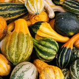 Small Mixed Gourd (Lagenaria siceraria)