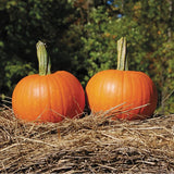 Baby Pam Pumpkin (Cucurbita maxima)