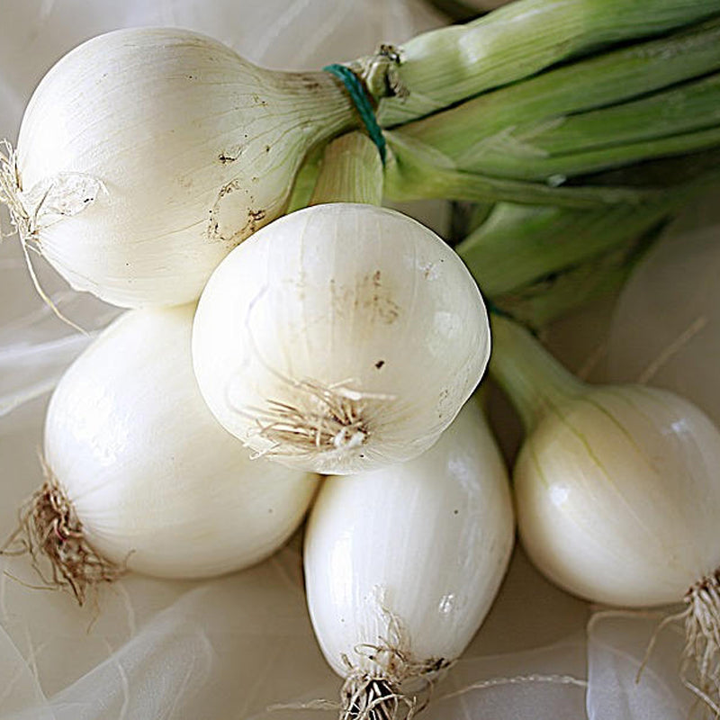 Crystal White Wax Onion, Short-Day (Allium cepa)
