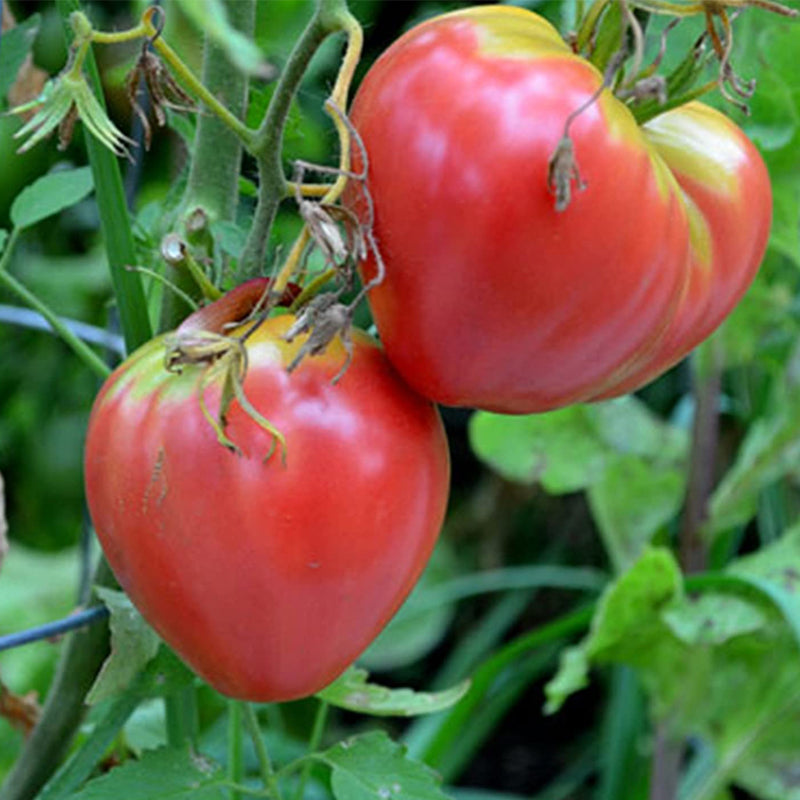 Floradade Tomato, Standard (Slicing) Tomato (Lycopersicon esculentum)