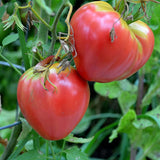 Pink Oxheart Ox heart Tomato, Standard (Slicing) Tomato (Lycopersicon esculentum)