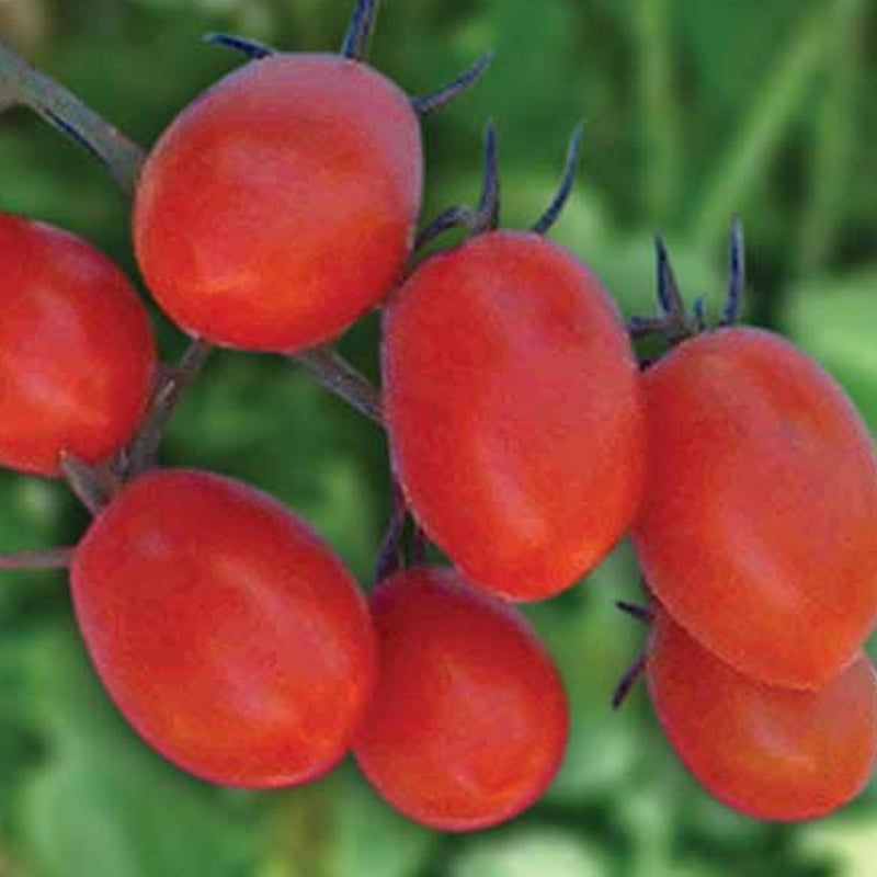 Uva Roja F1 Hybrid Tomato, Grape Tomato (Lycopersicon esculentum)