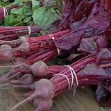 Bull's Blood Beet (Beta vulgaris)