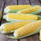 Sugar Buns R/M Hybrid Yellow Sweet Corn (SE) (Zea mays)