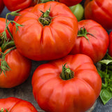Beefsteak, Standard (Slicing) Tomato (Lycopersicon esculentum)