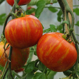 Tigerella Tomato, Standard (Slicing) Tomato (Lycopersicon esculentum)