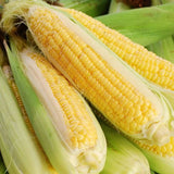 Honey Select Hybrid, Yellow Sweet Corn (Zea mays)