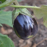 Black Beauty Eggplant (Solanum melongena)