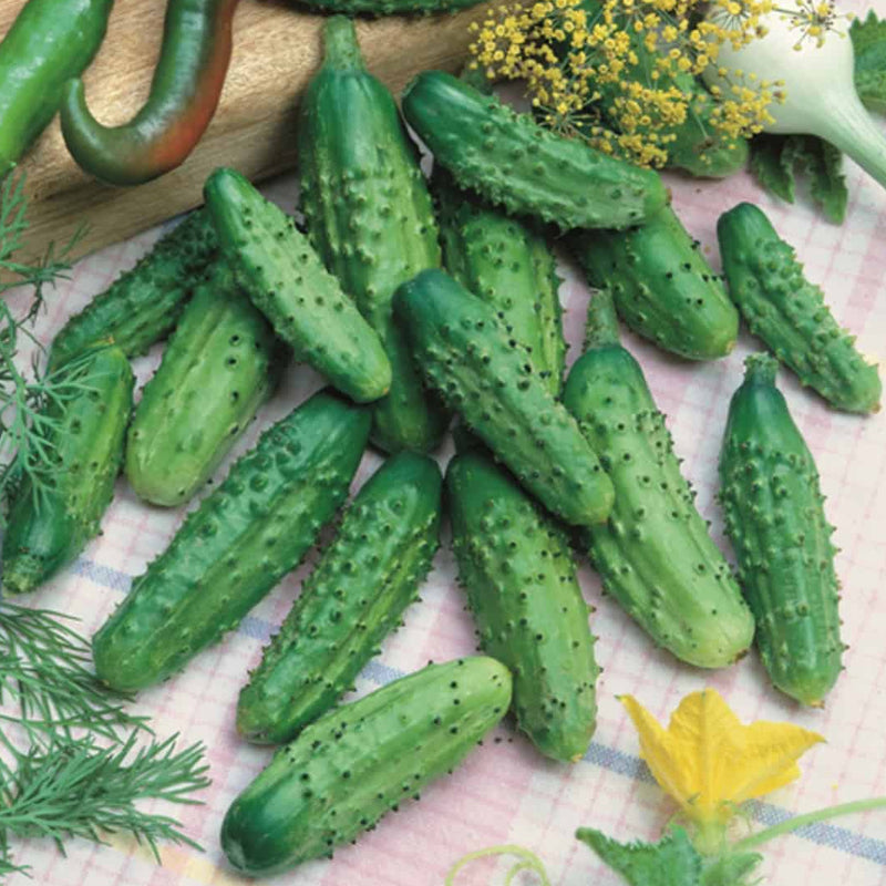 planting gherkin seeds Parisian Gherkin F1 Cucumber, Hybrid (Cucumis sativus) 0.25 oz (~250 Seeds)