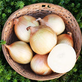 Walla Walla Onion, Long-Day (Allium cepa)