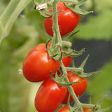 Dolce Vita F1 Hybrid Tomato, Grape Tomato (Lycopersicon esculentum)