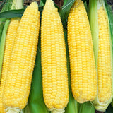 Kandy Korn Hybrid Yellow Sweet Corn (Zea mays)