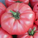 Giant Belgium Pink Tomato, Standard (Slicing) Tomato (Lycopersicon esculentum)