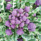 Purple Sprouting Broccoli (Brassica oleracea)