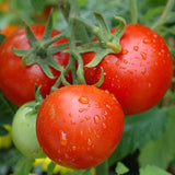 Patio F1 Hybrid, Standard (Slicing) Tomato (Lycopersicon esculentum)