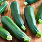 Black Beauty Zucchini Squash, Summer (Cucurbita pepo)