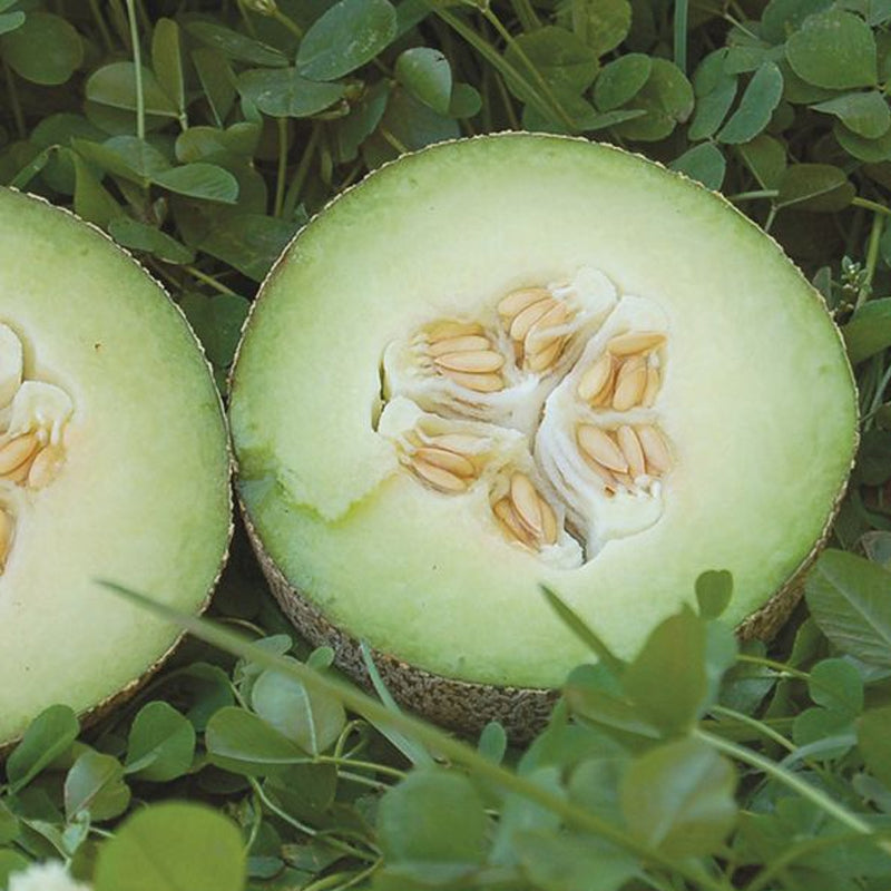 Rocky Ford Green Flesh Melon (Cucumis melo)
