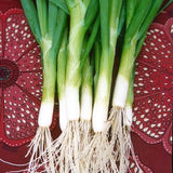 Heshiko Onion, Bunching (Allium fistulosum)