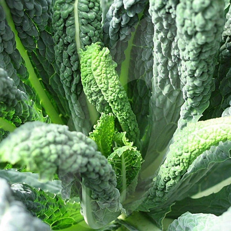 Tuscany Black Kale (Brassica oleracea)