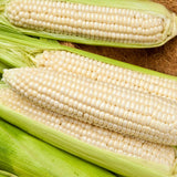 Silver Queen Hybrid White Sweet Corn (SU) (Zea mays)