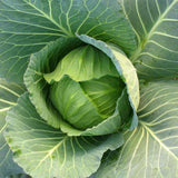 Copenhagen Market Early Cabbage (Brassica oleracea)