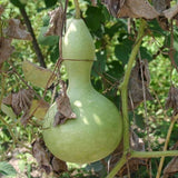 Birdhouse Bottle Gourd (Lagenaria siceraria)