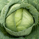 Late Flat Dutch Cabbage (Brassica oleracea)