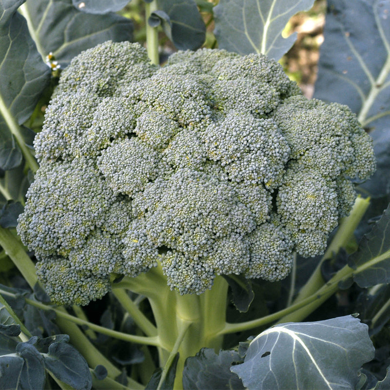 Waltham 29 Broccoli  (Brassica oleracea)
