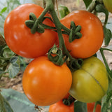 Mountain Gold Tomato, Standard (Slicing) Tomato (Lycopersicon esculentum)