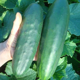 Marketmore 76 Cucumber, Slicing (Cucumis sativus)