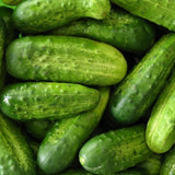 National Pickling Cucumber, Pickling   (Cucumis sativus)