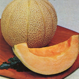 Top Mark Melon (Cucumis melo) Cantaloupe