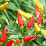 Tabasco Pepper, HOT (Capsicum annuum)